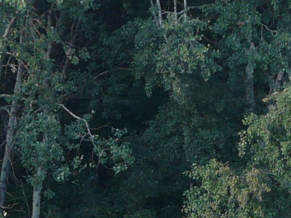 forest side view texture